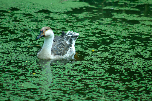 The white and gray swan move alone above the water of a moss-filled pond