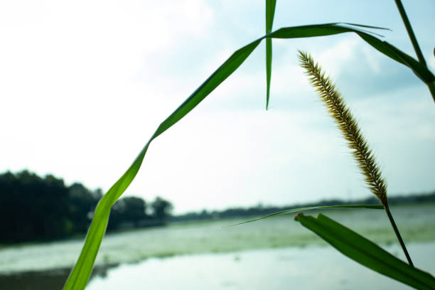 istock Single catkin or kashful into the clean lake 1279098881