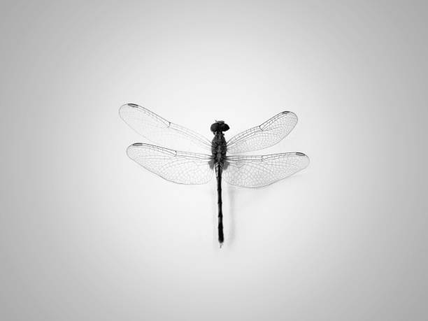 死んだトンボ、人生はとても壊れやすいです。 - wing dragonfly animal eye blue ストックフォトと画像