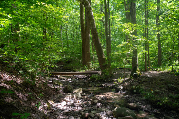 istock Idyllic green forest with wooden footbridge over flowing stream 1279100714