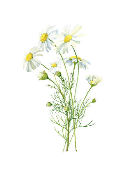 illustrations, cliparts, dessins animés et icônes de petit bouquet d’aquarelle de marguerites sur un fond blanc - camomille