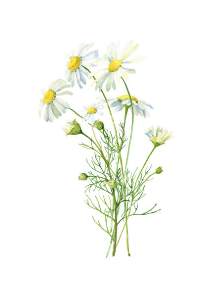 illustrazioni stock, clip art, cartoni animati e icone di tendenza di acquerello piccolo bouquet di margherite su sfondo bianco - daisy chamomile chamomile plant white