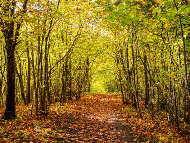 istock Sunny autumn view of a forest path covered with fallen leaves 1279102904