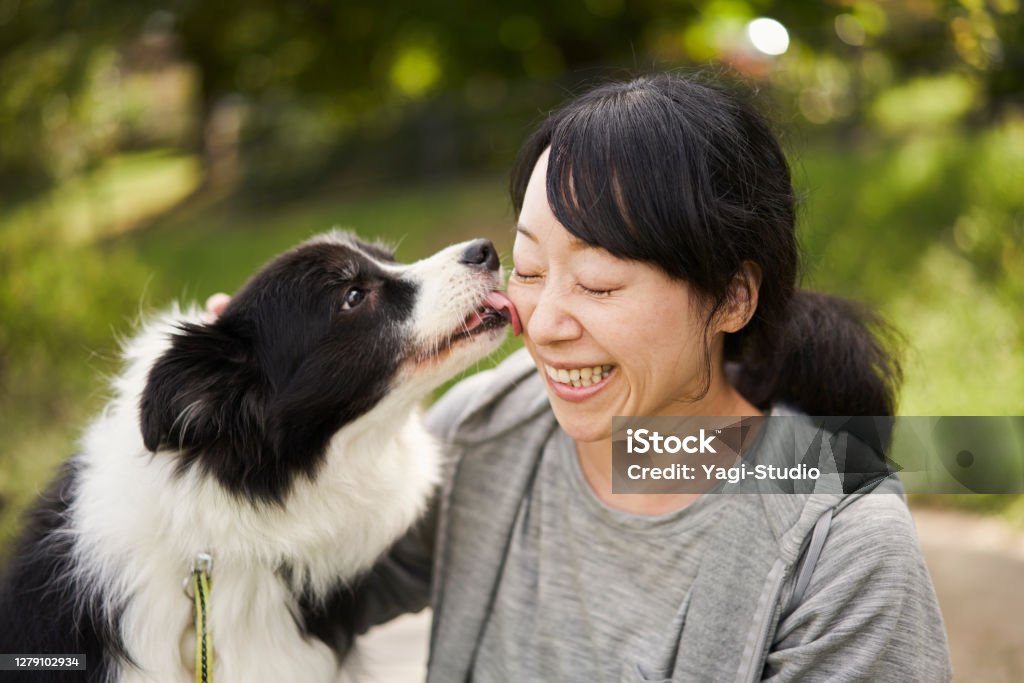 Japanese woman and  border collie relaxed outdoors. A Japanese woman living in Kyoto is having a wonderful time with her dog, a border collie, during a walk.
The dog expresses affection.Located on the banks of the Kamo River in Kyoto. Dog Stock Photo