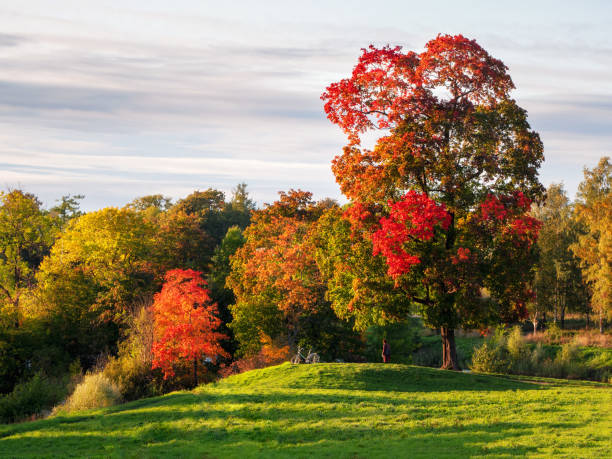 istock Beautiful autumn landscape with red trees in a hill 1279103380