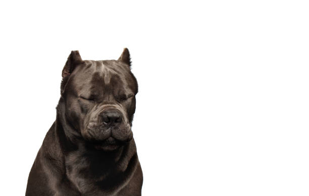 istock Portrait Cane Corso Dog on white background 1279109217