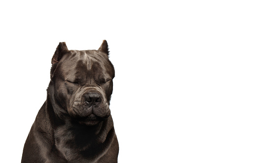 Portrait of thinking Cane Corso Dog with closed eyes on Isolated white background