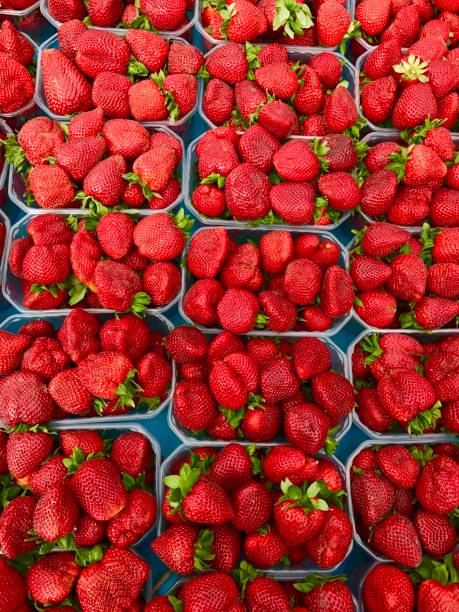 As fresh it gets. Fresh let harvested Strawberries.