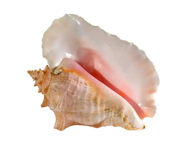 Sea shell isolated on a white background. Beautiful seashell close-up. Lobatus Strombus Gigas. queen conch