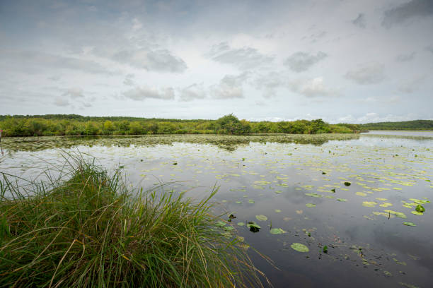 Natural Reserve of the Courant d'Huchet stock photo