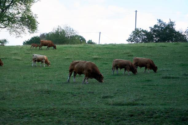 istock A brown cattle herd grazes on a fresh green meadow. 1279112907