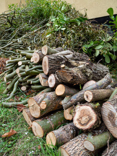 istock Green maintenance pruning in the park 1279113960