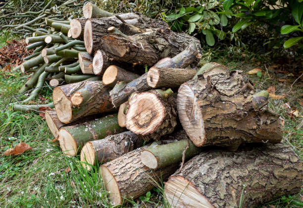 istock Tree felling in the park 1279113976