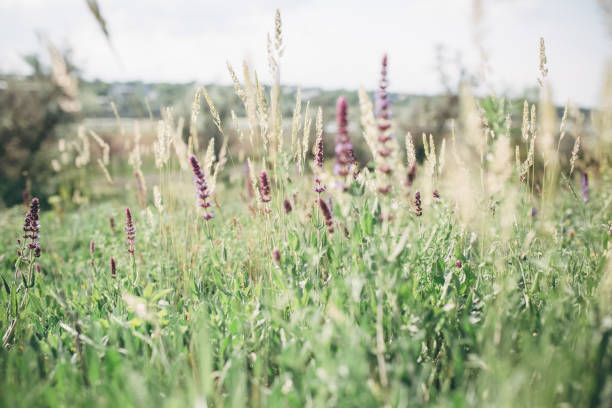 istock beautiful meadow with different herbs and flowers 1279115650