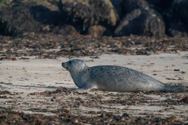 Grey Seal Phoca vitulina lying on the beach, seaweed in foreground, Helgoland, Germany.