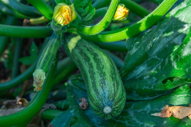 istock natural zucchini on the plant 1279116657