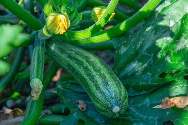 istock natural zucchini on the plant 1279116784