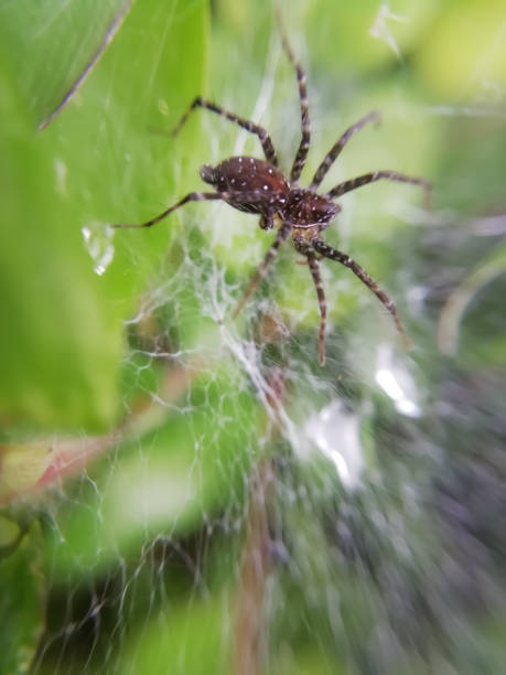 istock closeup view of spider over spiderweb blur background 1279117567
