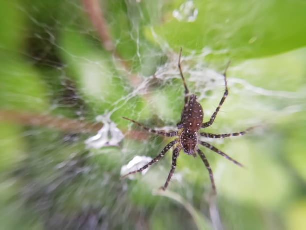 istock closeup view of spider over spiderweb blur background 1279117570