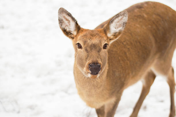 istock A female spotted deer. Sunny winter day, snow fell. 1279118228