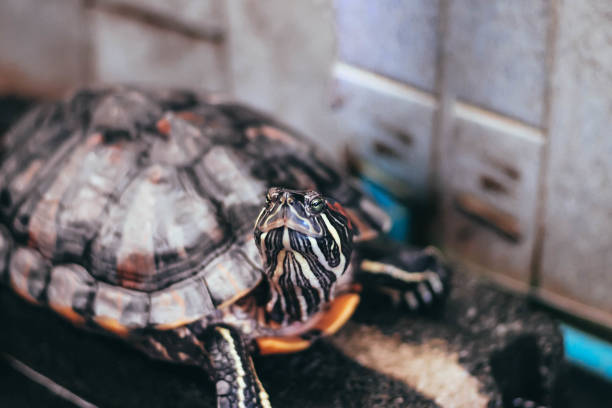 istock Red Eared Slider Close-up. Side view pet turtle red-eared slider 1279119413