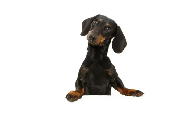 dachshund dog  with paws over black edge. Tilting head side. Isolated on white background.