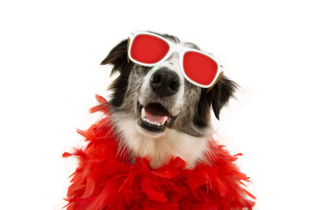 portrait funny dog celebrating new year, carnival or valentine's day with red feather boa and glasses, isolated on white background. - color image dog snake pets imagens e fotografias de stock