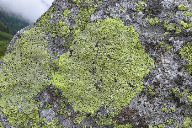big Lichen in green and grey growing on alpine rock