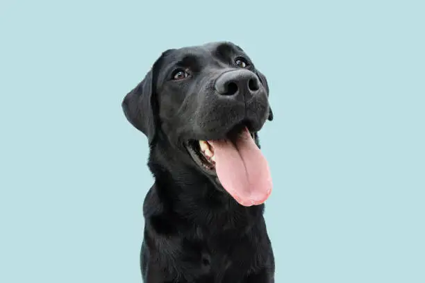 Photo of Happy black labrador puppy dog sticking out a big tongue. Isolated on blue background.