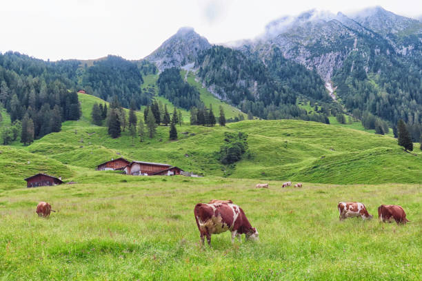 istock Cows grazing on meadow at Tyrol austrian Alps. 1279122957