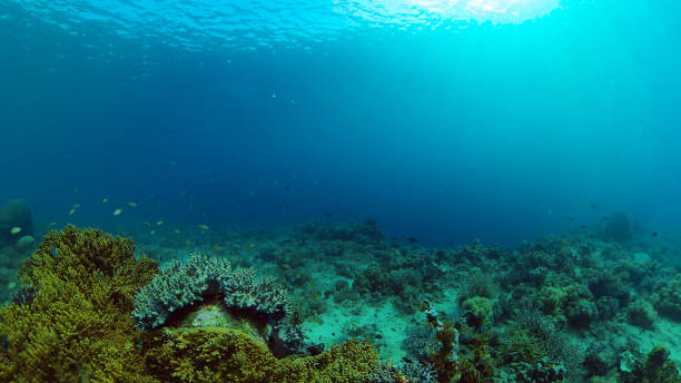 istock Coral reef and tropical fish underwater. Philippines 1279123943