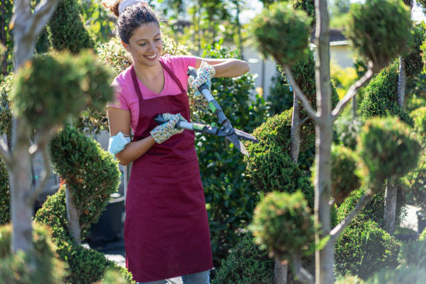 istock Gardener trimming the decorative trees 1279124162