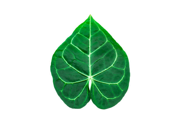 closeup beautiful tropical leaf isolated on white background, Flat lay