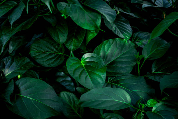 istock closeup nature view of green leaf background 1279125380