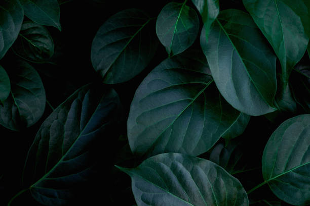 istock closeup nature view of green leaf background 1279125409