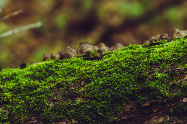 istock Moss on the old tree in emerald green forest 1279125619