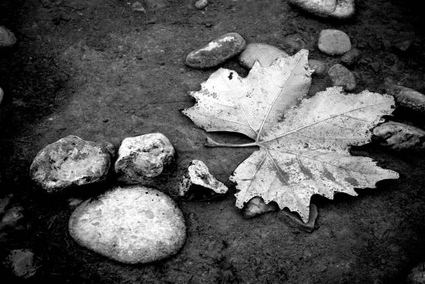 A fallen maple leaf underwater in black and white. Lake bottom view with a maple leaf and pebbles.