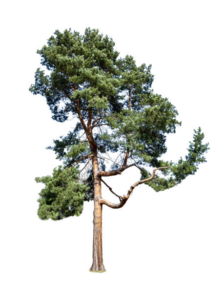 istock Scots pine Pinus sylvestris isolated on white background 1279125788