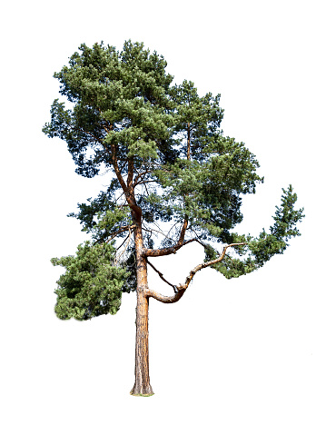 Scots pine Pinus sylvestris isolated on white background