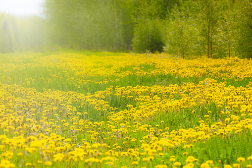 Yellow buttercups and white clover blossoms grow in a grassy area on Cape Cod.