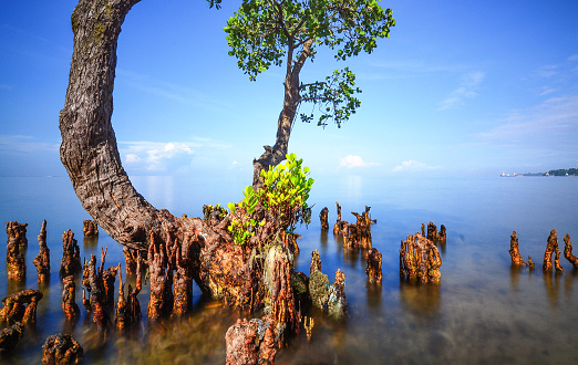 Mangrove tree on beach with blue bright sky