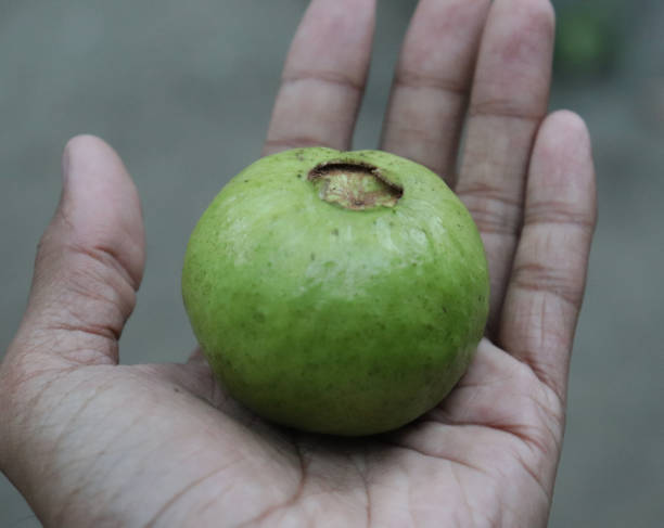 istock Guava on hand. Close up hand holding guava fruit 1279127458