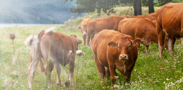 istock family of brown cows on meadow 1279127514