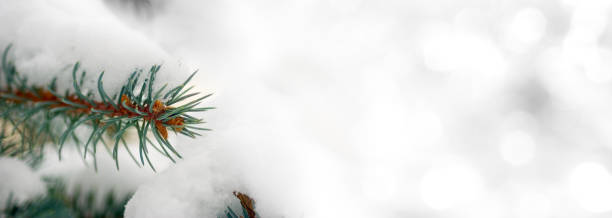 istock spruce branch on snow background in the  park 1279127705
