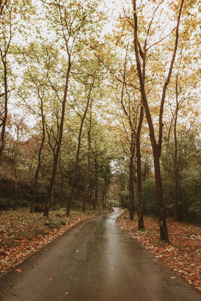 istock Road in a forest in autumn 1279127858