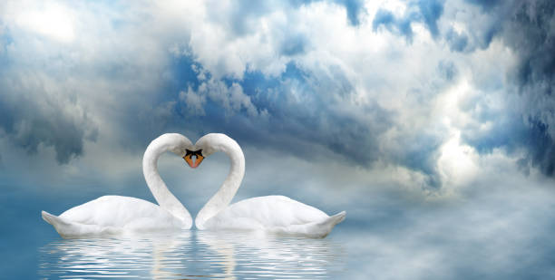 istock Image of two swans on water 1279128641