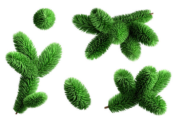 istock 3d render, spruce twigs set, coniferous clip art collection, Christmas tree elements, isolated on white background 1279130333