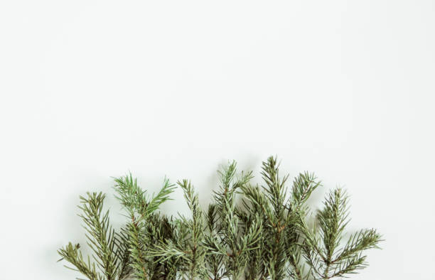 istock Fir pine branches. Christmas tree on the white background. Copy space. Minimalist Scandinavian style 1279131708
