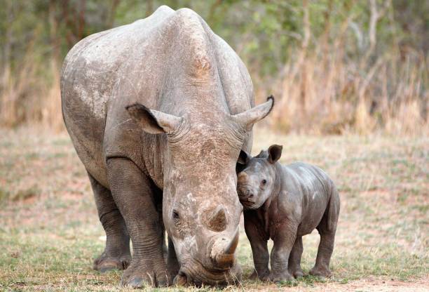istock White rhino mother and calf 1279131738