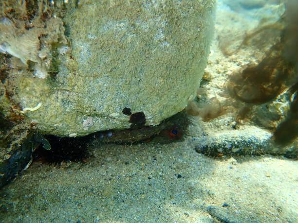 istock Common octopus (Octopus vulgaris) inking undersea, Aegean Sea 1279131771